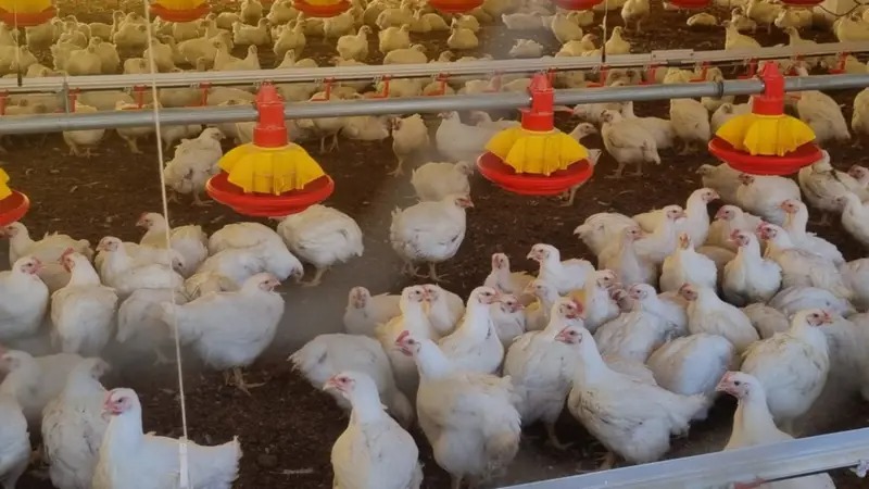 Bloqueos ponen en riesgo la producción avícola en Cochabamba