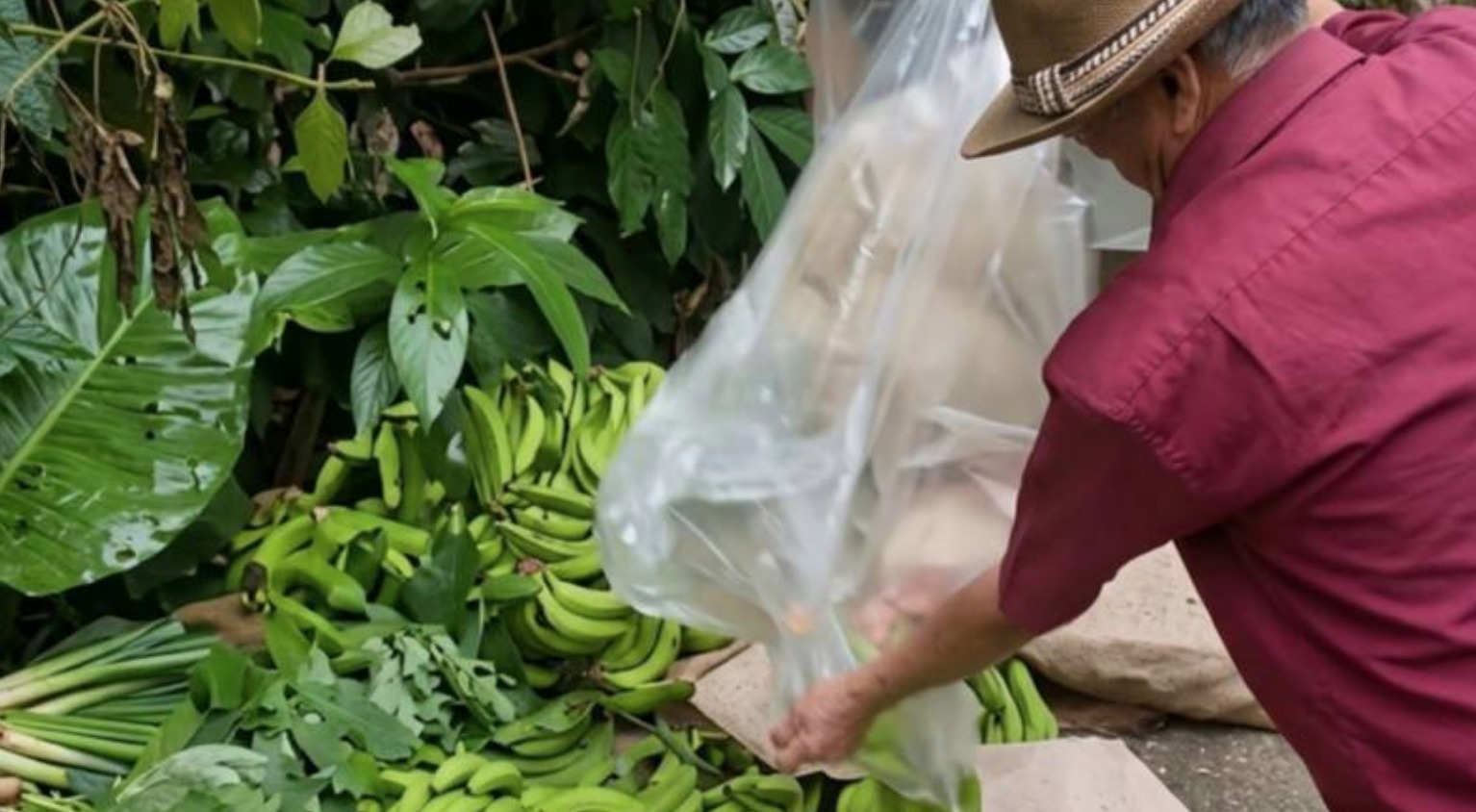 Bananeros del trópico alertan pérdida de mercados por bloqueos