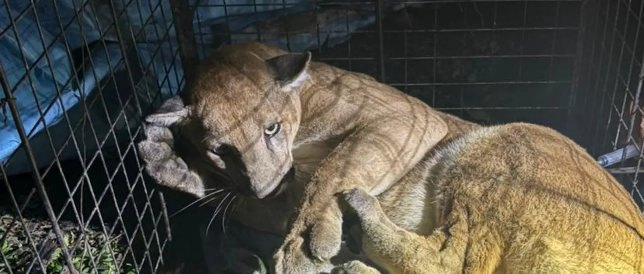 Rescatan a puma que permaneció horas en un árbol ante la mirada de vecinos en San José de Chiquitos