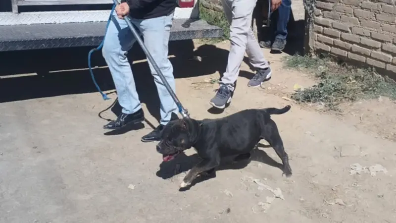 Rescatan 11 perros de un criadero ilegal en Cochabamba