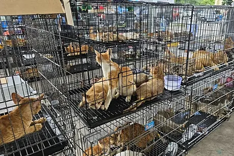Rescatan cerca de 400 gatos destinados al consumo humano en Vietnam