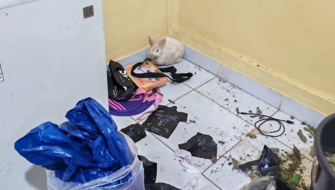 Rescatan a una coneja expuesta a marihuana durante operativo antidroga en Tarija