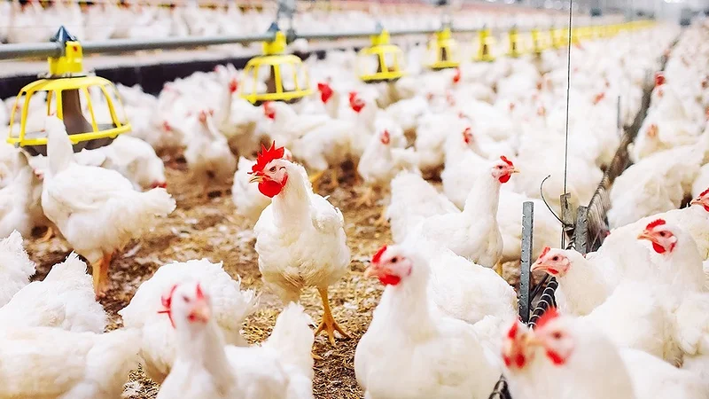 Avicultores alertan que la falta de diésel continúa afectando el abastecimiento de alimentos