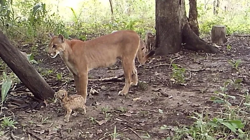 Cámara trampa registra a una puma junto a sus tres cachorros en el Beni