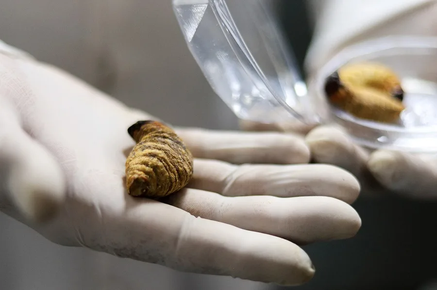 UMSA investiga harina de larvas para enriquecer alimentos