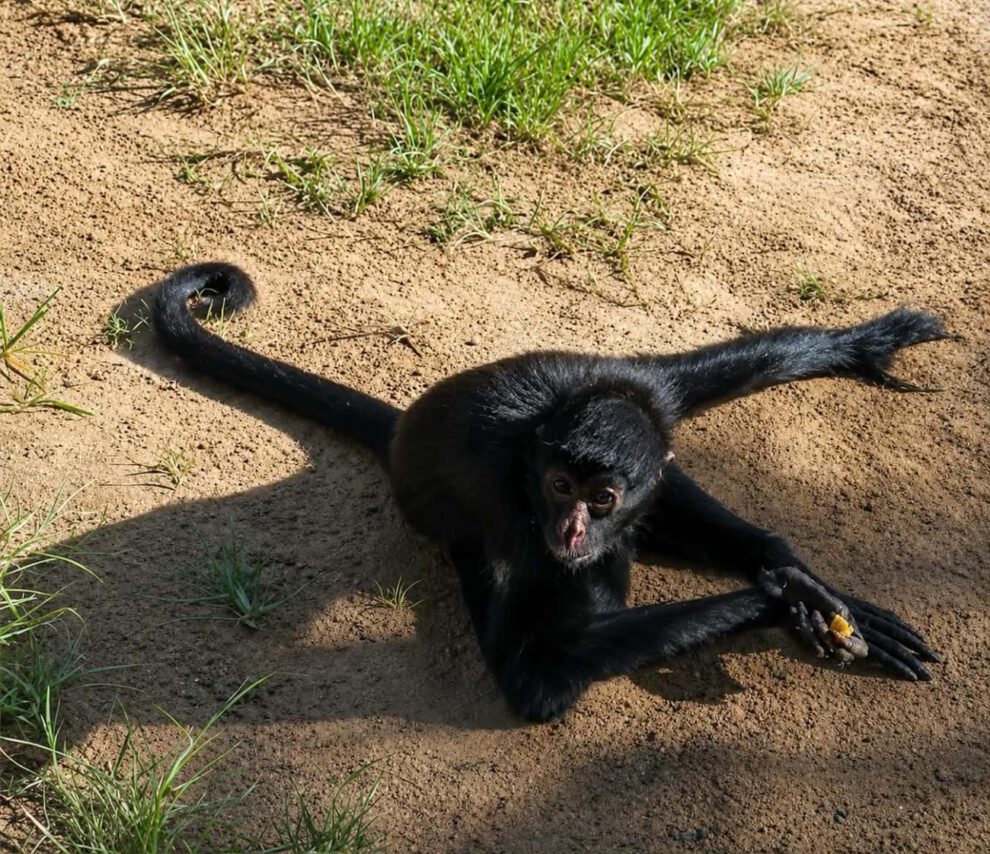 Investigan por biocidio la muerte de un mono araña en Pando