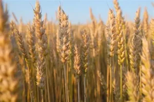 Productores cuestionan importación de trigo y piden priorizar la producción nacional
