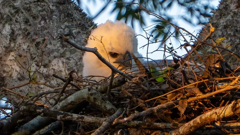 Segundo nacimiento de águila arpía fortalece la conservación de la especie en Bolivia