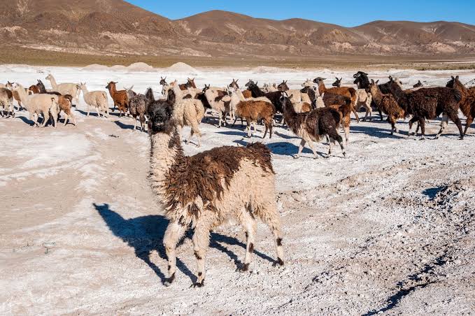 Curahuara de Carangas fortalece la producción camélida rumbo a ferias departamentales y nacionales