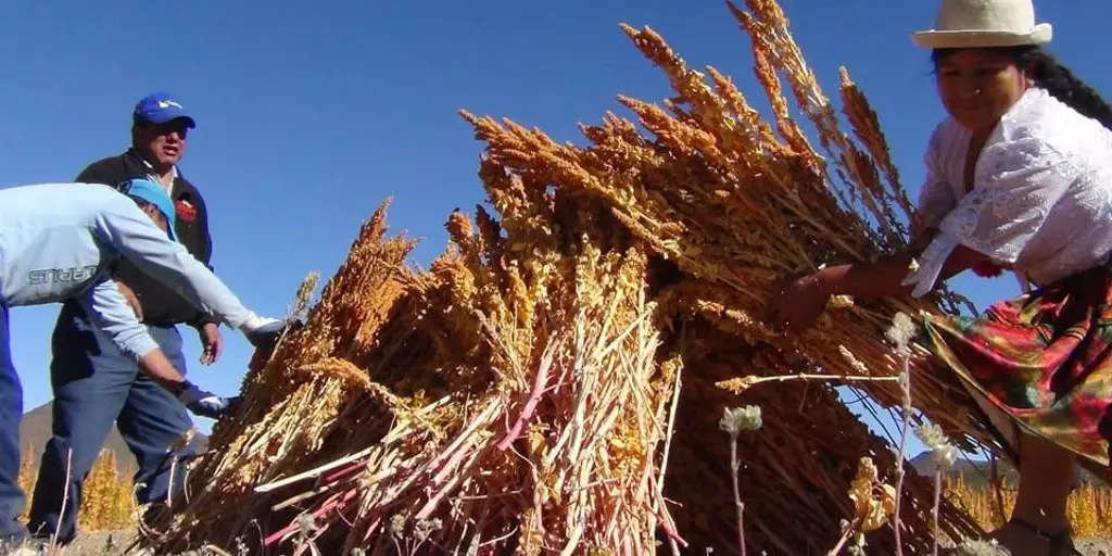 Estudio resalta las propiedades únicas de la quinua real producida en Bolivia