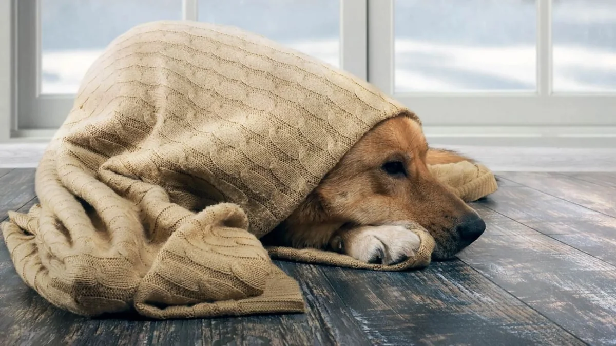 Cómo proteger a perros y gatos del frío durante el invierno