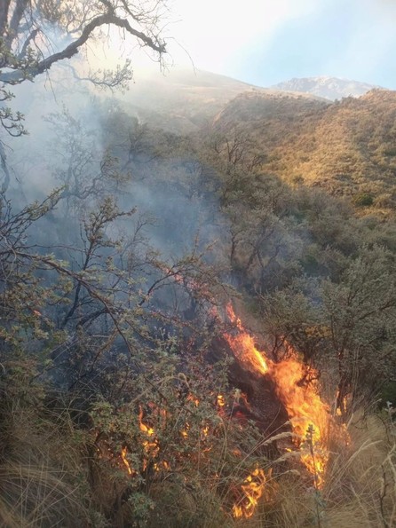 Tres incendios forestales permanecen activos y Gobierno pide investigar sus causas