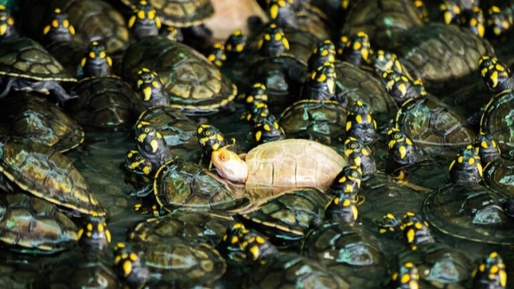Nace una rara tortuga albina en la Amazonía boliviana