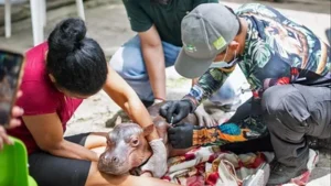 Muere cría de hipopótamo rescatada en Colombia tras recibir atención veterinaria