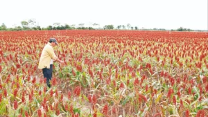 Falta de diésel retrasa cosecha de sorgo y pone en riesgo la producción