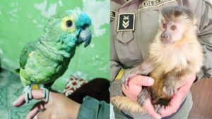 Pofoma rescata un loro silvestre y un mono capuchino en Potosí