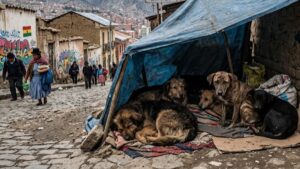 Abandono y venta informal agravan la sobrepoblación de perros y gatos en Bolivia