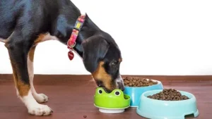 Veterinarios explican si las croquetas o la comida casera son mejores para las mascotas