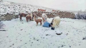 Nevadas afectan a 26.200 familias y dejan un fallecido en Oruro