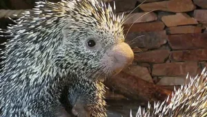 Puercoespín hiere a rescatista durante operativo de fauna silvestre en Beni