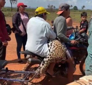 Investigan biocidio de un jaguar y porte ilícito de armas en Beni