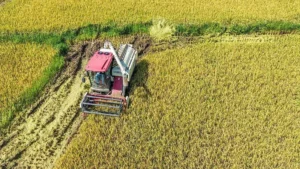 China cosecha las primeras muestras de arroz cultivado a partir de «semillas espaciales»