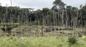 Bolivia enfrenta un aumento de la deforestación en la Amazonía mientras Brasil reduce la tala