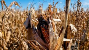 Siembras tardías y cosechas adelantadas: el cambio climático altera la agricultura boliviana