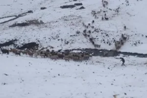 Tres municipios de Cochabamba se declaran en desastre por las nevadas