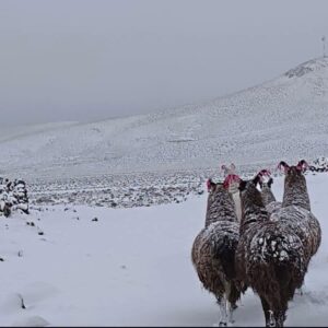 Potosí declara emergencia por intensas nevadas y bajas temperaturas