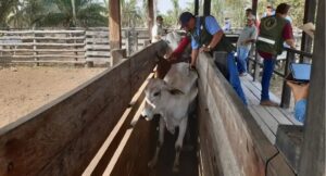DS 5676: grandes consumidores pagarán Bs 18 por litro de diésel