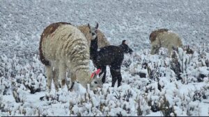 Nevadas ponen en riesgo a camélidos por falta de alimento y frío