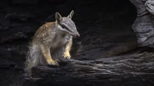 Numbats: el pequeño marsupial que da esperanza frente a la extinción en Australia