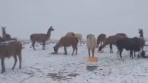 Productores de camélidos de Oruro y Potosí se declaran en emergencia por nevadas