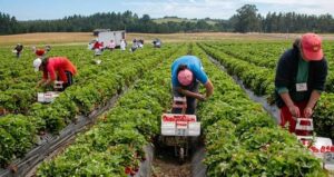 Miles de jóvenes bolivianos migran a Chile en busca de mejores oportunidades laborales
