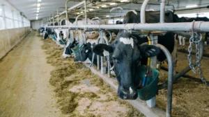 Lecheros de Cochabamba rechazan el DS 5676 y advierten posible alza de la leche