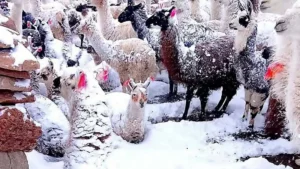 Alerta en Cochabamba: 90 comunidades afectadas por la intensa nevada