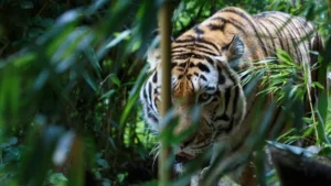 Liberan a Umit, la tigresa que impulsa la restauración del tigre del Caspio