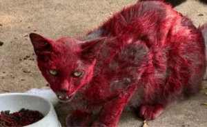 Misterio en Texas: buscan a un gato que apareció completamente cubierto de rojo