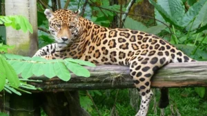 ¿Qué dice la ley sobre el biocidio y la protección del jaguar en Bolivia?