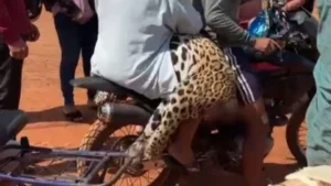 Fiscalía investiga la muerte de un jaguar en la frontera con Brasil