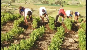 Diésel, crisis climática y seguridad jurídica ponen en riesgo la seguridad alimentaria de Bolivia