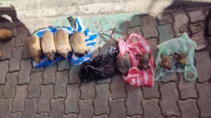 Secuestran quirquinchos y ranas disecadas en el mercado Las Brujas
