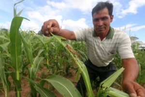 Cambio climático favorece más plagas y amenaza la producción agrícola en Bolivia