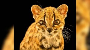 Tilcayo, la nueva especie de felino boliviano que cautivó a National Geographic