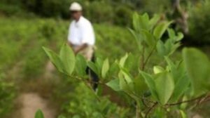 Bolivia registra un incremento del 7% en cultivos de coca y llega a 36.400 hectáreas