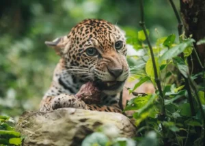 Tráfico de fauna silvestre pone en riesgo a cientos de especies en Bolivia