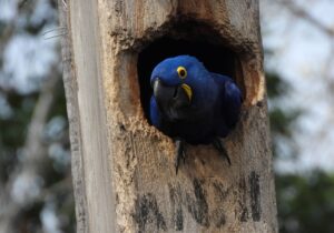Dos pichones de paraba azul nacen por primera vez en una caja nido en el Pantanal boliviano
