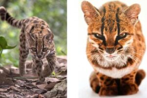Científicos identifican nueva especie de felino silvestre en los Yungas de Bolivia