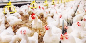 Avicultores evalúan elevar a Bs 15 el kilo de pollo vivo por alza del diésel
